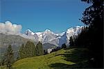 Suisse, Oberland bernois. Pâturages de montagne de la Jungfrau en arrière-plan.