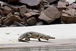 Un crocodile sur un banc de sable dans la Gorge de Stiegler, Rufiji river