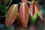 Leaves in the forest