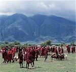 Un marché coloré de bétail Maasai près de l'imposant volcan éteint du Lengaï.