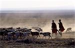 En début de matinée, une herdsboy de Maasai et sa sœur traverser les plaines poussiéreuses friables près de Marini dans le nord de la Tanzanie troupeau de la famille de moutons.