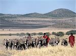 Maasai-Männer, Speere in der Hand, fahren Sie ihren beladenen Eseln über unberührten vulkanischen Grünland am südlichen Ende des Lake Natron. Esel tragen Lasten in Leder-Packtaschen, die lose an den Flanken geschnallt.