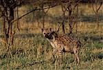 Spotted hyaena (Crocuta crocuta)
