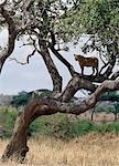 Une lionne enquêtes sur son environnement d'un arbre dans le Parc National de Tarangire.