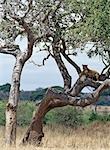 Une lionne enquêtes son entourage d'un perchoir à l'aise dans un arbre dans le Parc National de Tarangire.