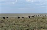 Wildebeet stampede across the plains during their annual cycle of migration.