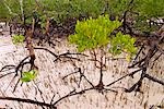 Mangrove,Fundu Lagoon Resort,Pemba Island,Zanzibar,East Africa