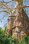 East Africa,Tanzania. A Baobab Tree (Adansonia digitata) on the north part of Zanzibar Island.