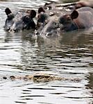 Tanzanie, Parc National de Katavi. Hippopotames regarder un crocodile glide devant eux dans la rivière Katuma.
