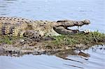 Tanzanie, Parc National de Katavi. Un gros crocodile du Nil baigne dans le soleil sur les rives de la rivière Katuma.