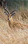 Tanzania,Katavi National Park. A male impala antelope moves through tall dry grass in Katavi National Park.