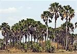 Tanzania,Katavi National Park. A grove of Borassus palms in Katavi National Park.