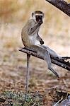 Tanzania,Katavi National Park. A vervet monkey in Katavi National Park.