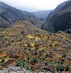 Vue depuis le sommet du col Freshfield (14 050 pieds) à l'est vers le bas de la vallée de Mukubu. Les couleurs vives des mousses, sénéçons, ou Grounsels géant les fleurs éternelles (hélichryse) regarder presque irréels.