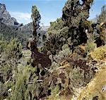 Tree heathers (Philippia trimera) festooned with mosses and old man's beard (Usnea) in the Mukubu Valley (11,500 feet). Heather,which grows into trees 30 to 50 feet high,is one example of unique afro-montane gigantism in a mountain range where the climate varies between high summer in daytime and freezing winter at night.