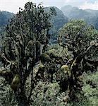 A combination of altitude,high rainfall and almost constant cloud-cover with drenching mists nourish a prolific and unique plant life in the Rwenzori Mountain Range.This photograph of trees draped with mosses and old man's beard (Usnea) was taken at over 10,000 feet on the trail between Nyabitaba Hut (8,700 feet) and John Matte Hut (11,200 feet).