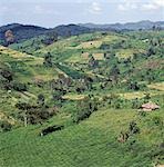 Une zone densément peuplée, riche agricole entoure la forêt impénétrable de Bwindi. Il est maintenant une des zones de culture du thé plus important de l'Ouganda.La forêt de Bwindi a été menacée par l'empiétement et l'exploitation forestière au cours des soulèvements qui ont eu lieu en Ouganda dans les années 1970 et 1980, mais est maintenant protégé.