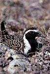 American Golden Plover (Pluvialis dominica) on its nest on the tundra