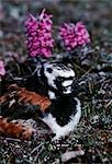 Tournepierre à collier (Arenaria interpres) sur son nid dans la toundra