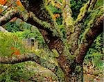 Lichen Covered Apple Tree, Walled Garden, Ilnacullin, Co Cork, Ireland