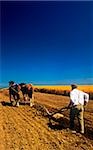 Rear view of a farmer ploughing a field, Cooley Peninsula, County Louth, Northern Ireland