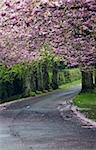 Kirschblüte Bäume entlang einer Landstraße in der Nähe von Boyne Valley, Irland