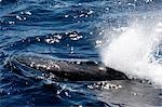 Verhalten der Buckelwale.