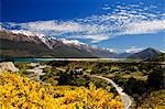 Nouvelle-Zélande, île du Sud. Fleurs d'été vif et neige capped montagnes près de Queenstown.