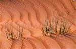 Touffes d'herbe existent précairement parmi les dunes de sables mouvants