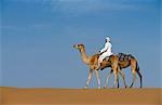 A Bedu rides his camel along the crest of a sand dune in the desert