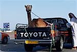 Un chameau est transporté sur le dos d'un pick-up 4 x 4