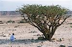 Ein Mann der omanischen Kniebeugen im Schatten ein Weihrauch-Baum wächst im Adorib Tal