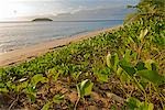 South Pacific,Fiji,Kadavu. West coast beach of Dravuni Island.