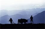 Silhouette of ploughmen with oxen,Colca Canyon,Peru.