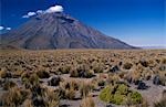 Coiron Gras auf Hochplateau zwischen Arequipa & Colca Canyon