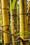 Peru,Amazon,Amazon River. A stand of Bamboo at the Zoological Park of Quistococha,in Iquitos.