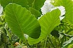 Peru,Amazon,Amazon River. Philodendren leaves at the Zoological Park of Quistococha,in Iquitos.