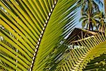 Philippines, Leyte du Sud. De plus en plus sur l'estran du site expédition Coral Cay Conservation des feuilles de palmier.