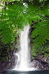 Philippines,South East Luzon,Bicol Province. Mount Isarog National Park - Malabsay Waterfall.