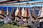 Salted cod fillets drying in the sun to form Bacalhau