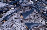 Shark's fins and tails drying on rocks in the sun