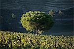 Portugal,Douro Valley,Pinhao. A small tree stands alone at dawn in the middle of thousands of grape vines during the september wine harvest in Northern Portugal in the renowned Douro valley. The valley was the first demarcated and controlled winemaking region in the world. It is particularly famous for its Port wine grapes.