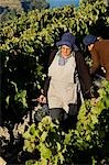 Portugal, vallée du Douro, Pinhao. Une femme portugaise porte des raisins qu'elle a été la cueillette pendant la récolte du vin de septembre au nord du Portugal dans la célèbre vallée du Douro. La vallée a été la première région vinicole délimitée et contrôlée dans le monde. Il est particulièrement célèbre pour ses raisins de vin de Porto.