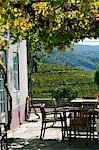Portugal,Douro Valley,Pinhao. The Quinta Nova de Nossa Senhora do Carmo estate in Northern Portugal in the renowned Douro valley. The valley was the first demarcated and controlled winemaking region in the world. It is particularly famous for its Port wine grapes.