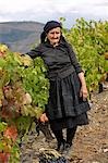 Portugal,Douro Valley,Pinhao. A traditional Portuguese woman picks grapes on the Churchills Wine Estate during the september wine harvest in Northern Portugal in the renowned Douro valley. She is dressed in black because she is a widow. The Douro valley was the first demarcated and controlled winemaking region in the world. It is particularly famous for its Port wine grapes.