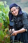 Portugal,Douro Valley,Pinhao. A traditional Portuguese woman picks grapes on the Churchills Wine Estate during the september wine harvest in Northern Portugal in the renowned Douro valley. She is dressed in black because she is a widow. The Douro valley was the first demarcated and controlled winemaking region in the world. It is particularly famous for its Port wine grapes.