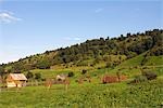 Roumanie, Maramures. Meules de foin (gerbes) dans les champs.