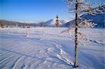 Russie, Kamchakta. Renne et bergers traversant la toundra de l'hiver, Ayanka, Kamtchatka, Extrême-Orient russe