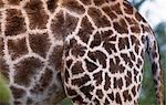 Giraffe skin (Giraffa camelopardalis)