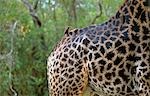 Ox-peckers on a Giraffe skin (Giraffa camelopardalis)